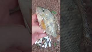 já mais volto pra casa sem peixe #shorts