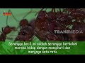 Mengenal Semut Rangrang Sahabatnya Petani SI OTAN