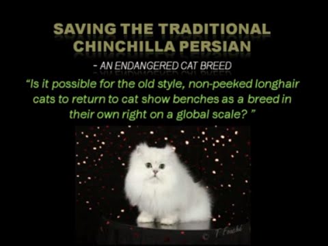 Saving the Traditional Chinchilla Persian - an endangered species