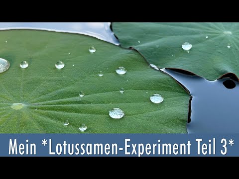 My Lotus Flower Dream Garden Experiment Part 3 | What happened to my lotus seeds?!