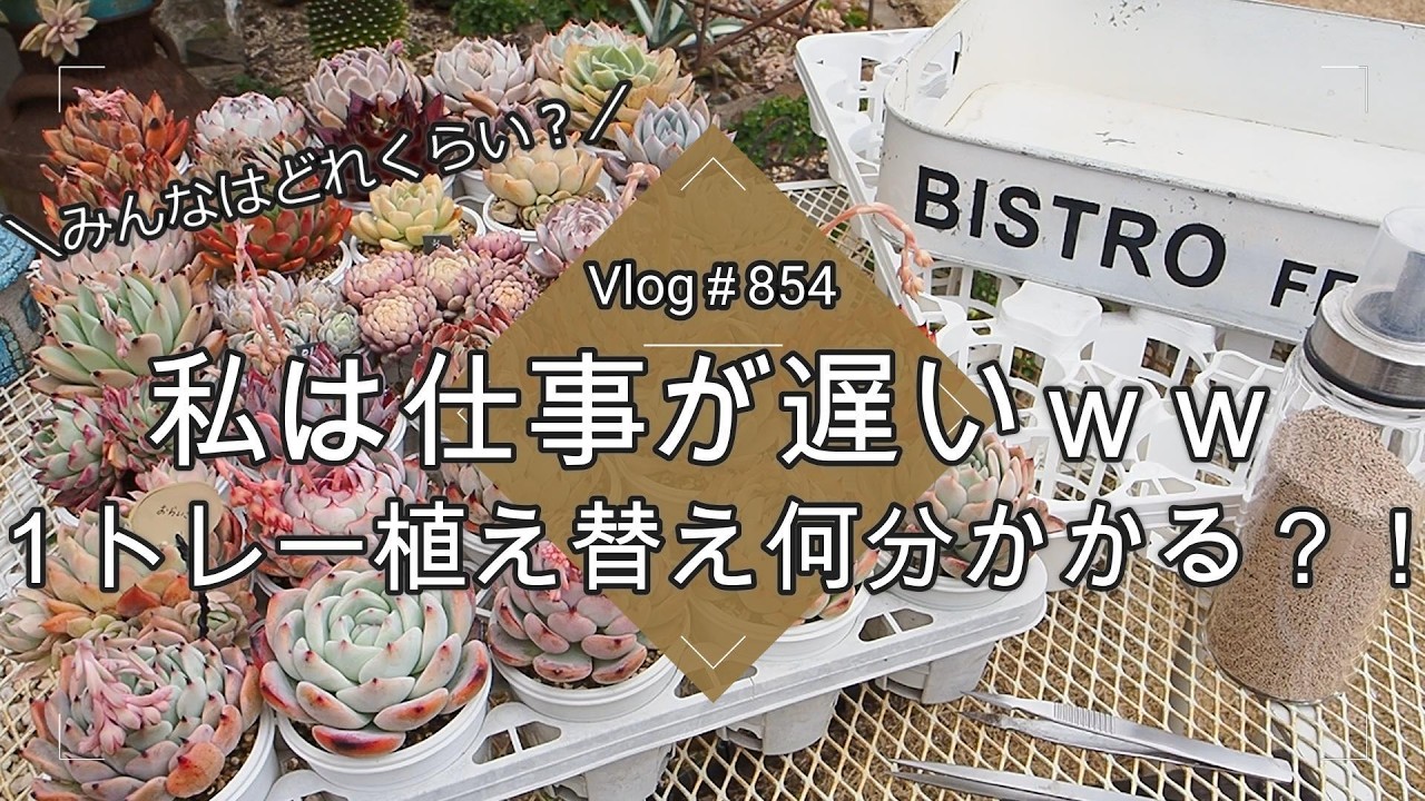 【Vlog854】【多肉植物】みんなはどれくらい？私は仕事がどうやら遅いらしいｗ１トレー植え替え何分かかる？！【多肉植え替え】【葉挿し】