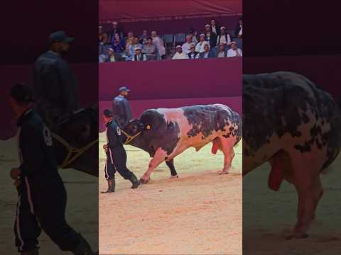 بطل الأبطال بمكناس هاد العام.. صنف الأبيض الأزرق البلجيكي بوزن فاق الطن. تبارك الله و صلاة على النبي