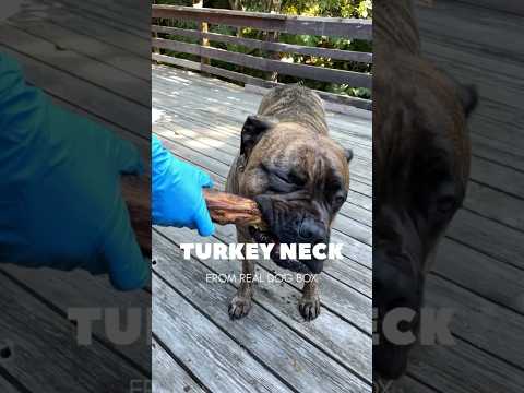 🦃 Turkey Neck Dog Chew from @RealDogBox #feedreal #dogchew #dogtreats
