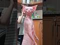 DELİ BUNLAR Kedi Müzik Tiktok çocuk Dans şarkı Shortvideo Funny Pets Funnyanimals Cute