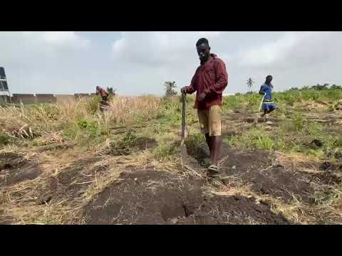 CLEARING OF CROPS AT FULLBASKET FARMS