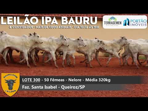 Lote 300 - 50 Fêmeas Nelore - Queiroz/SP
