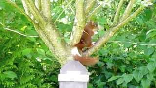 preview picture of video 'eekhoorn met kleurafwijking   - witte band over staart'