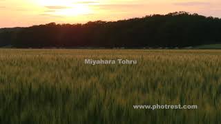 夏の麦畑の夕景