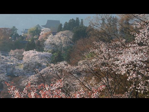 吉野山の桜（下千本）Nara Cherry tree by EOS 5D Mark II