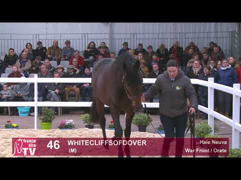 46 - Whitecliffsofdover - War Front / Orate - Haras de la Haie Neuve
