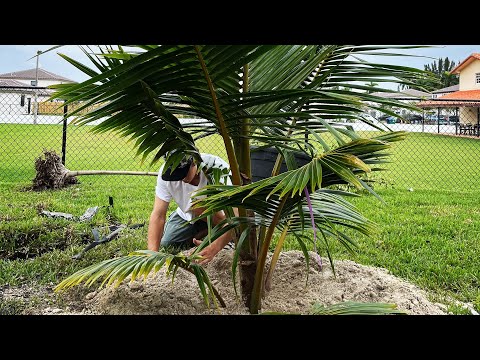 Biggest Mistakes Planting Coconut Trees