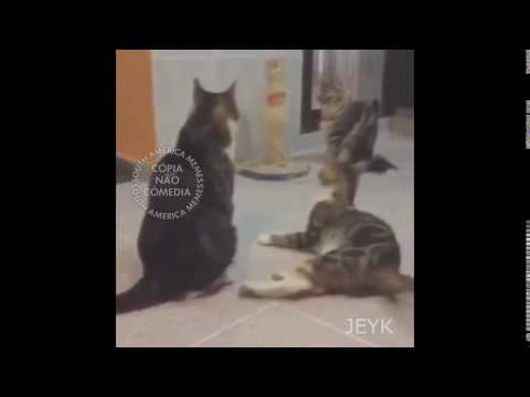 estralando os gatos