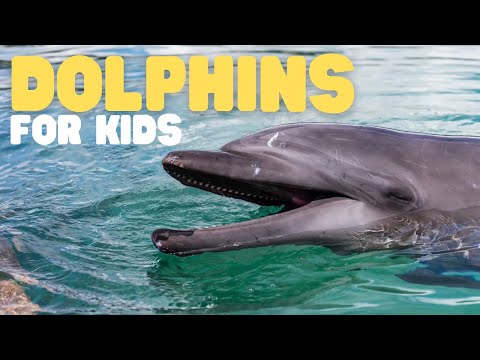 Dolphins for Kids | Learn all about this super smart animal