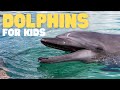 Dolphins For Kids Learn All About This Super Smart Animal