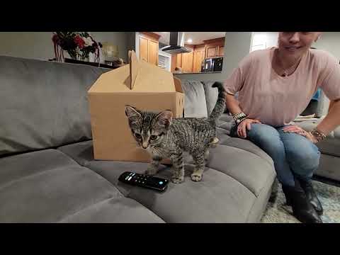 Bringing Mishka' home! #badkitty #cat #cats #catdad #rescue #mishka