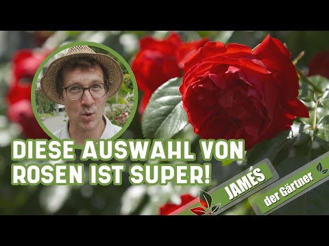 Der Rosengärtner empfiehlt Rosen für den Garten I James der Gärtner