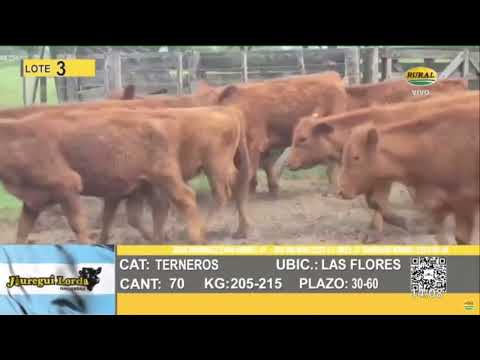 29-10-25 - Remate Televisado de Jáuregui Lorda Haciendas - Concordia, Entre Ríos