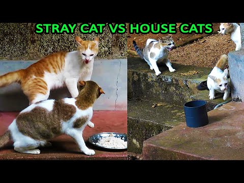 Stray cat eats house cats food after scaring them!
