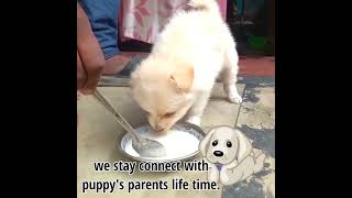 Spitz Puppies Videos