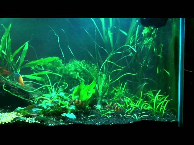 Rescaping a planted tank: Taking it slow