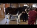 Romulus being measured for Worlds Tallest Living Donkey