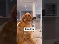 Owning a golden retriever is tough! ￼