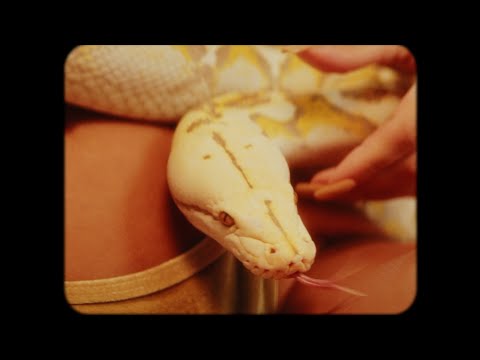 thrvpboy x CYUTZ - Aur & Argint (Official Video)