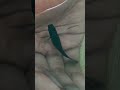 Black Molly Fish Giving Birth Aquariumfishfish Mollyfish Blackmolly