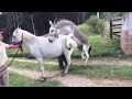 Donkey Fucks A Horse