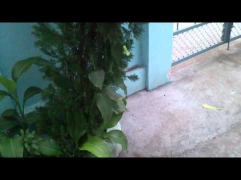 Pillu's Dahi Handi - 10 August '12