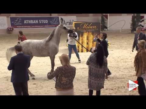 N.38 TF WALINA - Milan 2016 - Fillies 3 years old (Class 3)