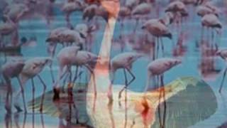 My Choice 263 - Goombay Dance Band: Fly Flamingo