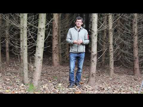 Waldwirtschaften Kompakt - Durchforstung junger Nadelholzbestände