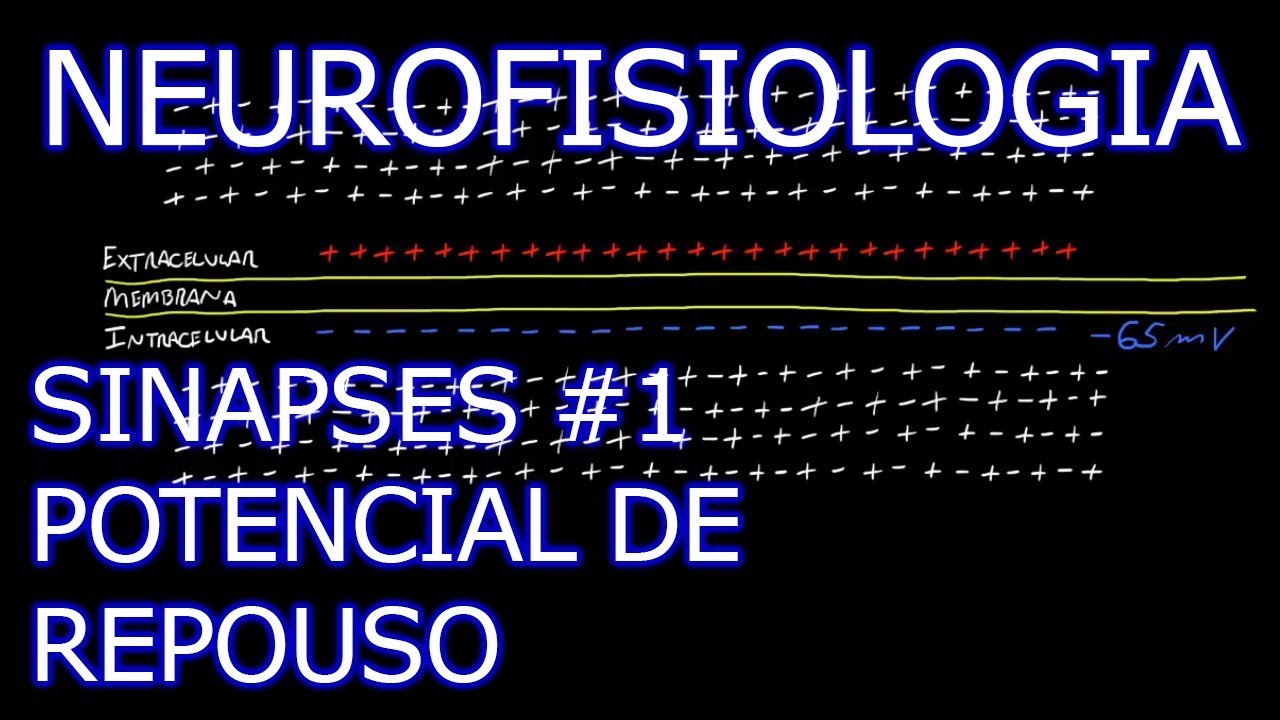 Aula: Neurofisiologia - Sinapses #1 - Potencial de Repouso | Neurofisiologia Humana