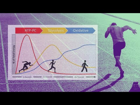 Fisiología Deportiva Básica: 1) Sistemas Energéticos como nunca te lo han explicado.