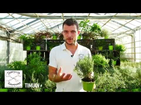 Daniel's gartneri - Timian