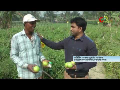 গুটি ইউরিয়ার ম্যাজিক- টমেটোর বাম্পার ফলন-খরচের দ্বিগুণ লাভ কৃষক আজিজুরের