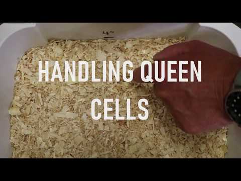 , title : 'Handling Queen Cells'