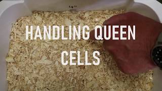 Handling Queen Cells