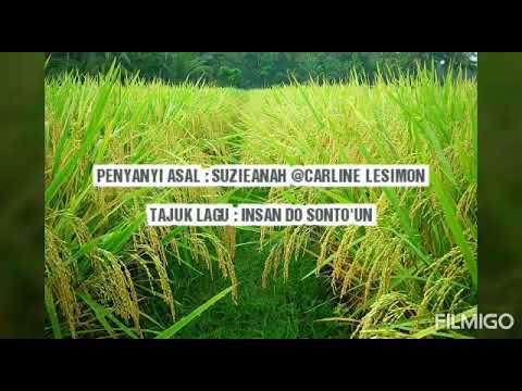 ORIGINAL LAGU KA'AMATAN - INSAN DO SONTO'UN - Suzieanah @Carline Lesimon
