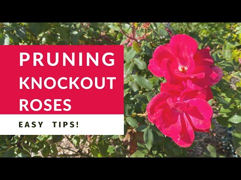 image-How deep do you plant a Knock Out rose bush?