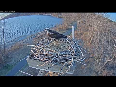 Ophelia begging for food, deficates, cries out for food. 20190413 192951 20190413 193302