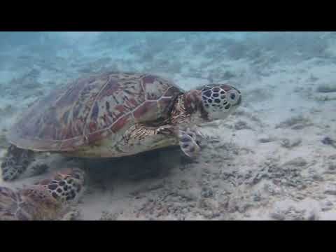 宮古島】海カメ＆熱帯魚2ビーチシュノーケリング 2.5時間 ウミガメ遭遇
