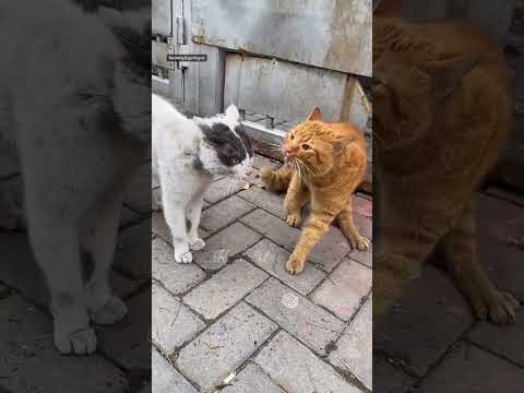 He trapped a poor guy again 😂 Leave the man alone Dirty 😁 #animallove #streetanimals #dirty