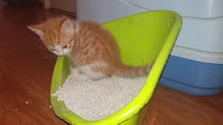 Kitten uses litterbox for the first time!