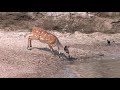 A Very Lucky Bushbuck Escapes From Crocodile