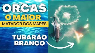 ORCAS: Os predadores IMPLACÁVEIS do mar