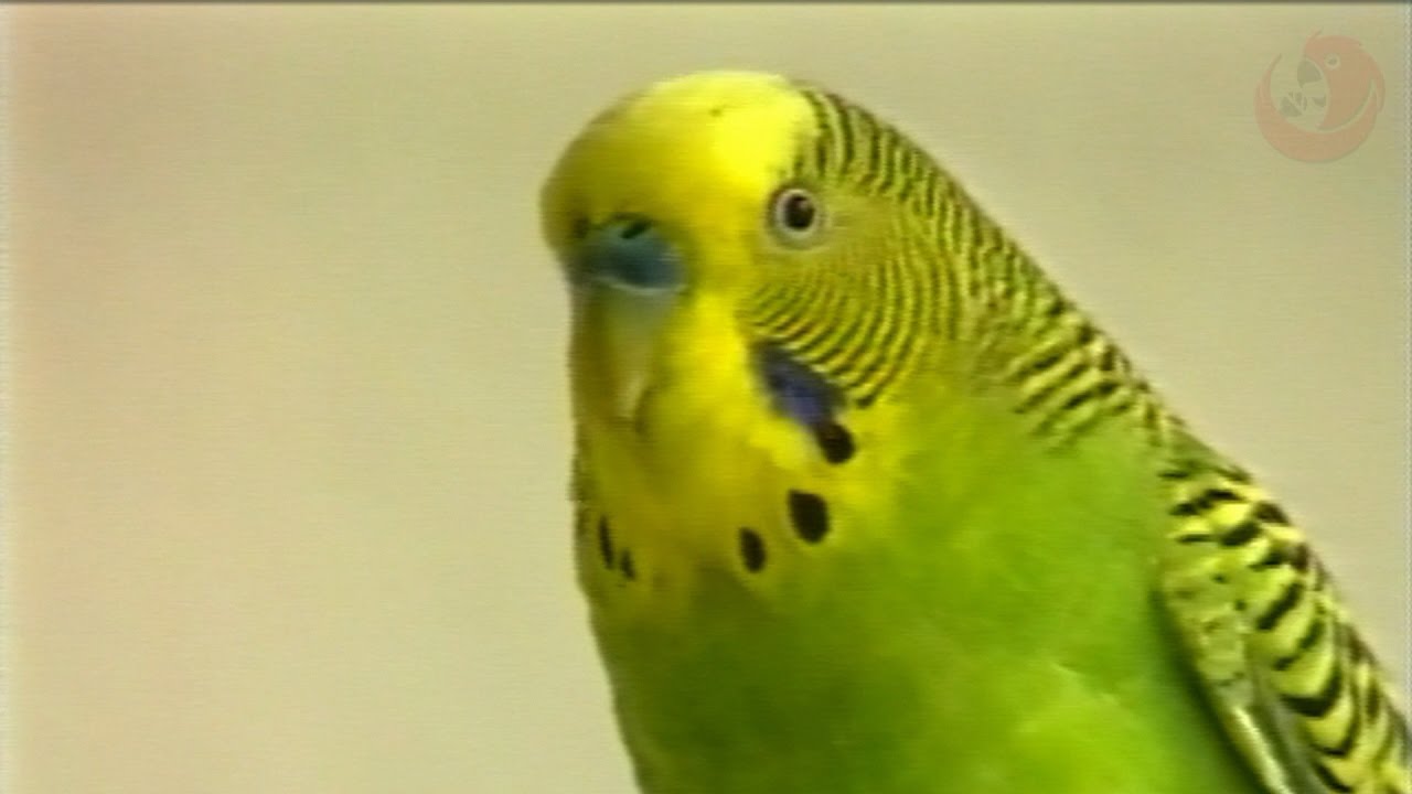 Jimmy Pojedynek the Parrot Chat 1999 Finalist