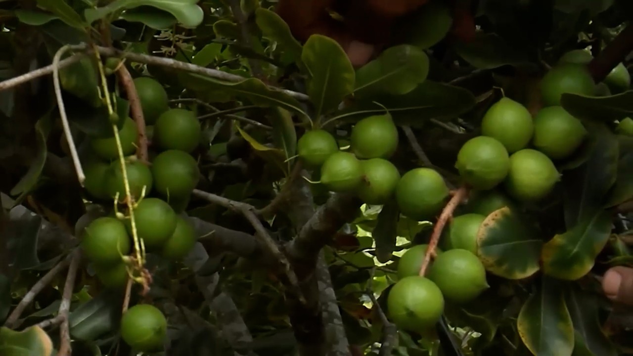 MACADAMIA NUEZ DE ALTO VALOR   COMPAÑIA DEL ALBA SA – MONTENEGRO QUINDÍO