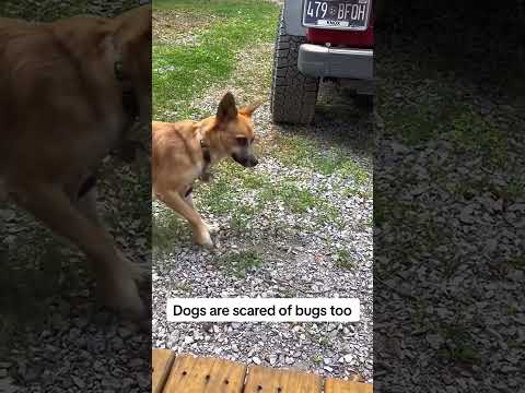 #funnydogs#cute#doglover#doglife#cure#dogshorts#pet#doglife#dogshorts